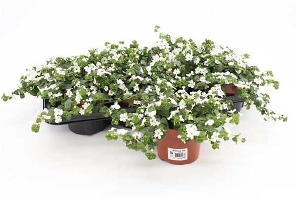 Sutera Bacopa Weiss