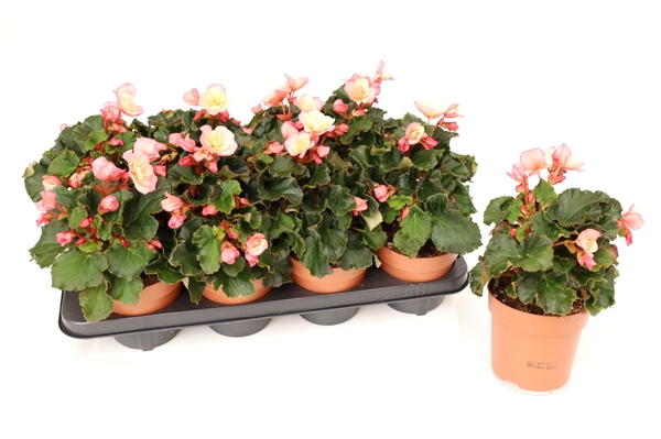 Begonia Glory Garden Pink Shades