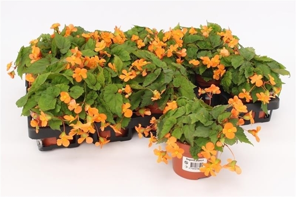 Begonia Papaya