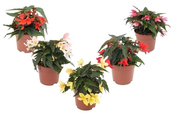 Begonia Waterfall Mixlage