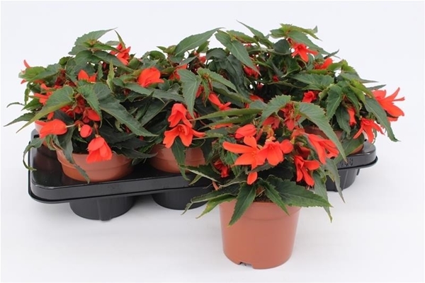 Begonia Waterfall Orange
