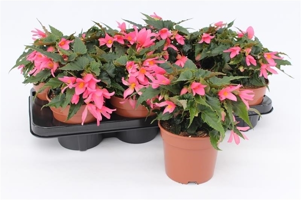Begonia Waterfall Rosa