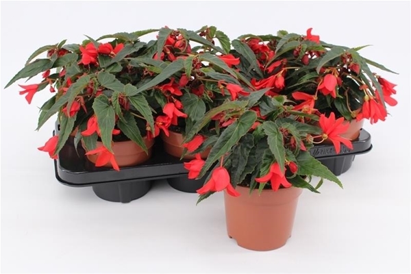 Begonia Waterfall Rot