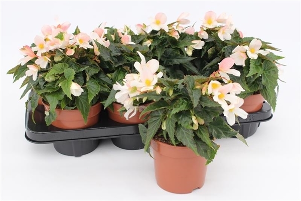 Begonia Waterfall Weiss