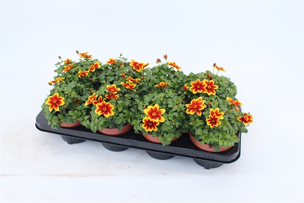 Bidens Beedance Yellow Red