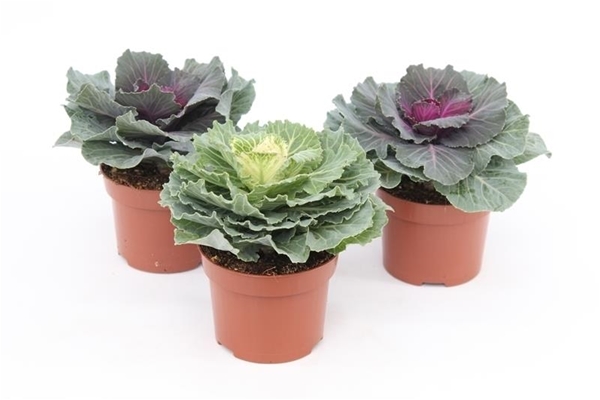 Brassica Glatt Mixtray
