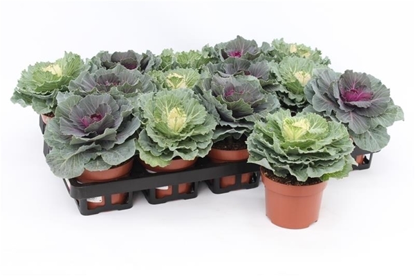 Brassica Glatt Mixtray