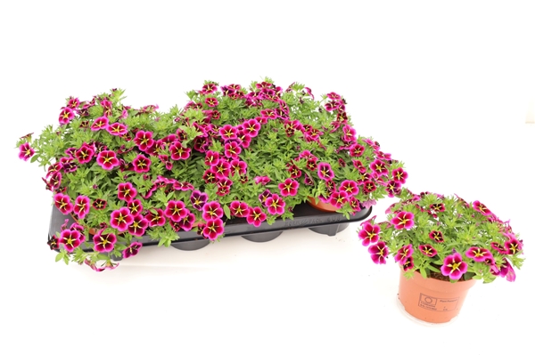Calibrachoa Goodnight Kiss