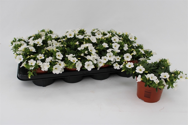 Calibrachoa White 