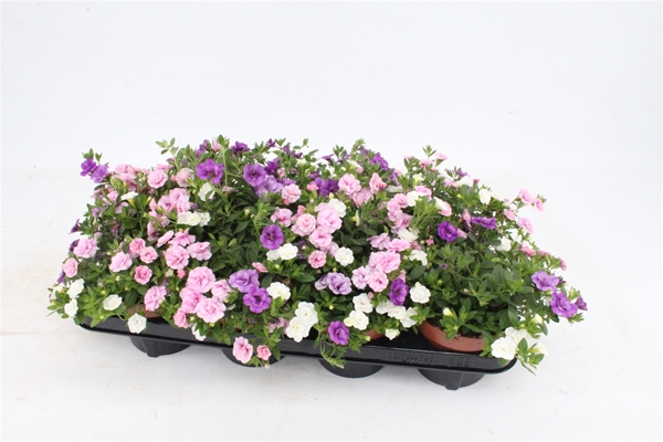 Calibrachoa Trio Pink-Violett-Weiss 