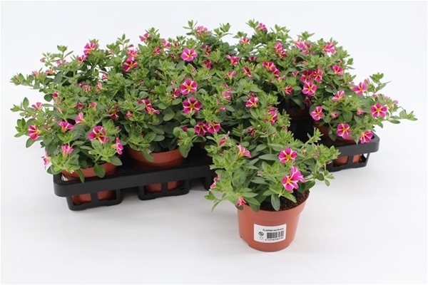 Calibrachoa Rave Rosa Gestreift