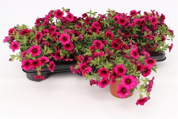 Calibrachoa Purple