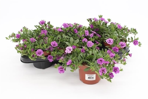 Calibrachoa Rosies Blau