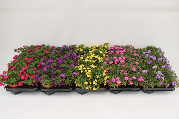 Calibrachoa Rosies Mixlage