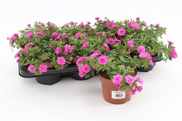 Calibrachoa Rosies Rosa