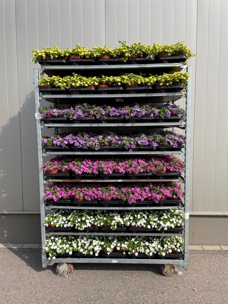 Calibrachoa Rosies Mix CC