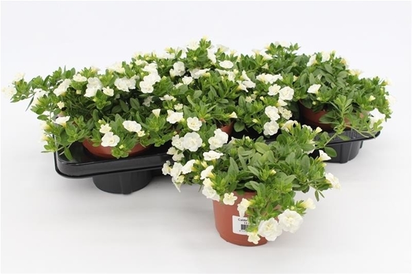 Calibrachoa Rosies Weiss