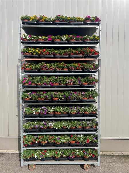 Calibrachoa Tricolor Mix CC