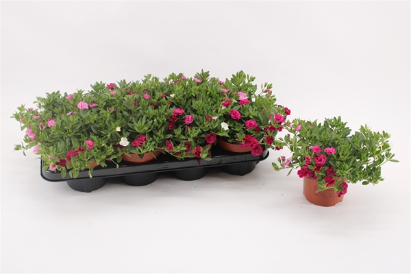 Calibrachoa MyGirly Trio