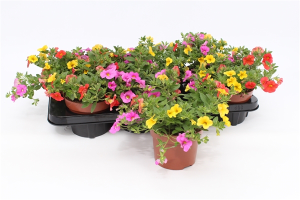 Calibrachoa Candy House Trio
