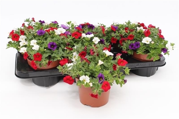 Calibrachoa Cafe De Paris Trio