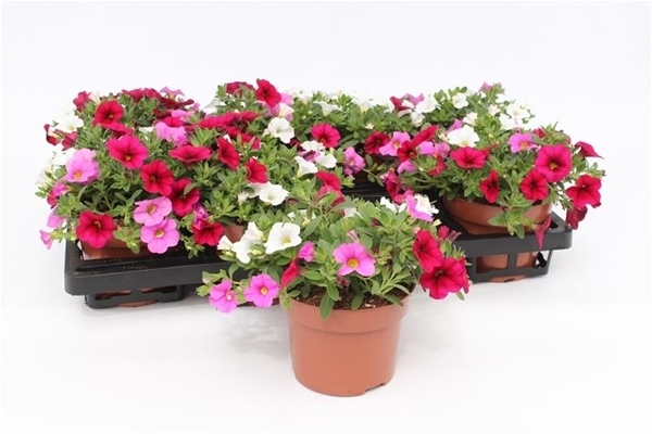Calibrachoa Pink Parade Trio