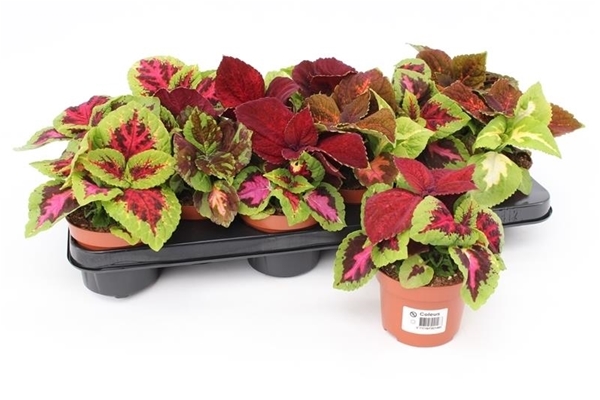Coleus Wizzard Carnaval