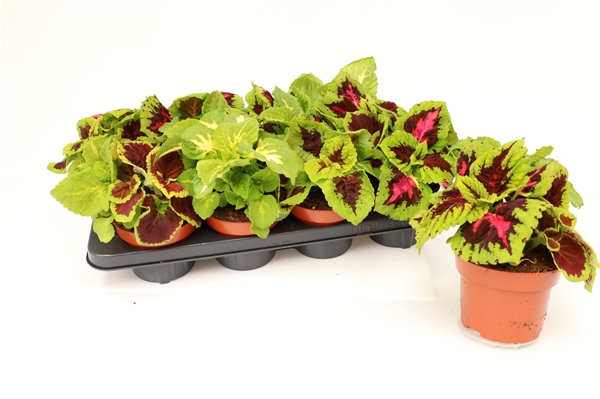 Coleus Kong Mixlage