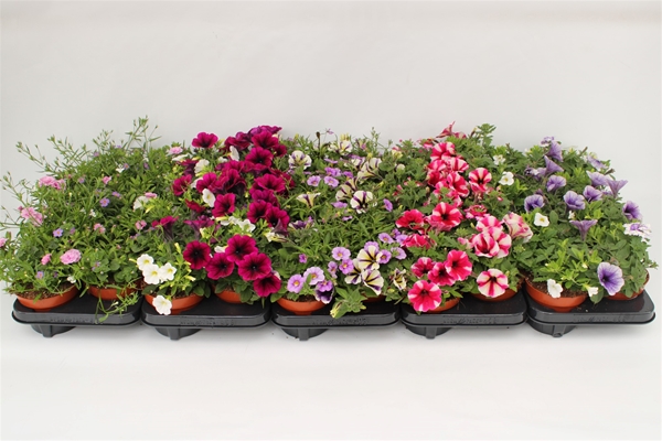 Confettia Garden Mixlage