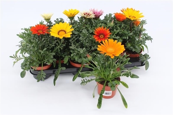 Gazania Mixtray