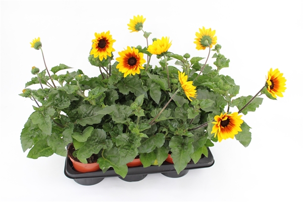 Helianthus Sunbelievable