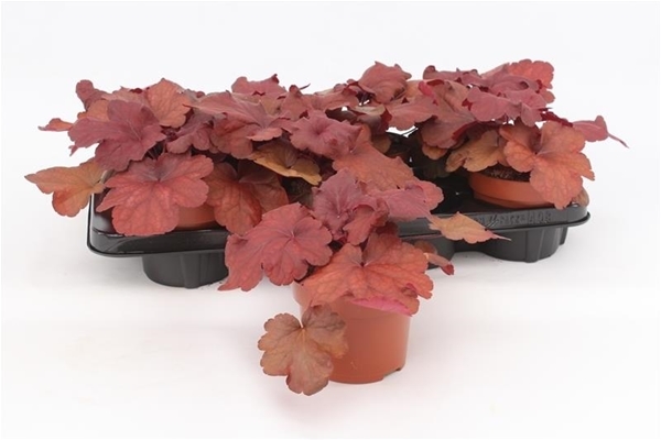 Heuchera Indian Summer Mulberry
