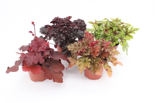 Heuchera Mixlage