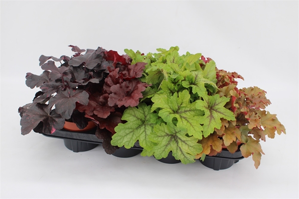 Heuchera Mixtray