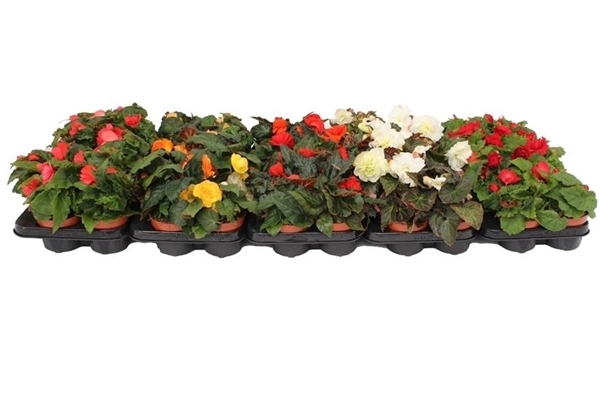 Begonia Tenella Mix CC KR