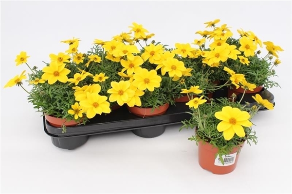 Bidens Compact KR