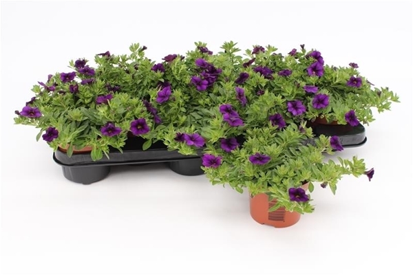 Calibrachoa Dark Blue KR