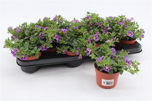 Calibrachoa Rave Blue Striped KR