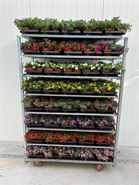 Calibrachoa Mix CC KR