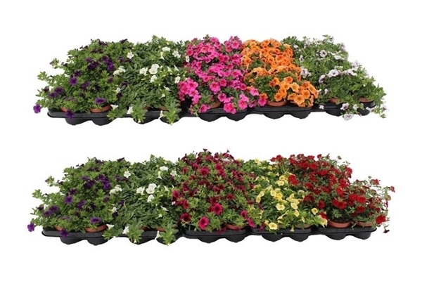 Calibrachoa Mixlage KR
