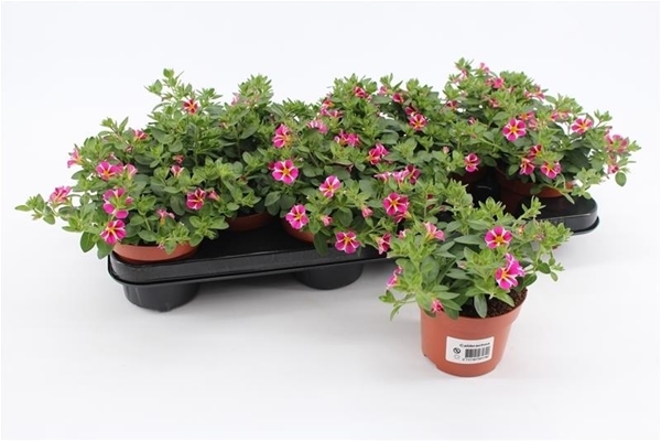 Calibrachoa Rave Pink Stripe KR
