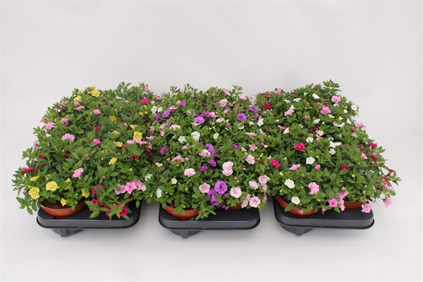 Calibrachoa Rosies Trio Mixlage KR