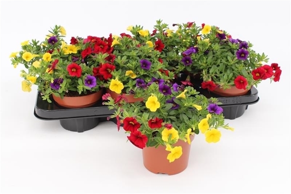 Calibrachoa Tropicana Tricolor KR
