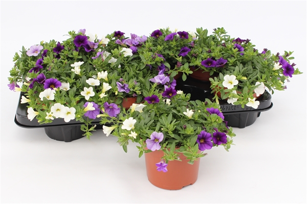 Calibrachoa Trio Voltaire KR