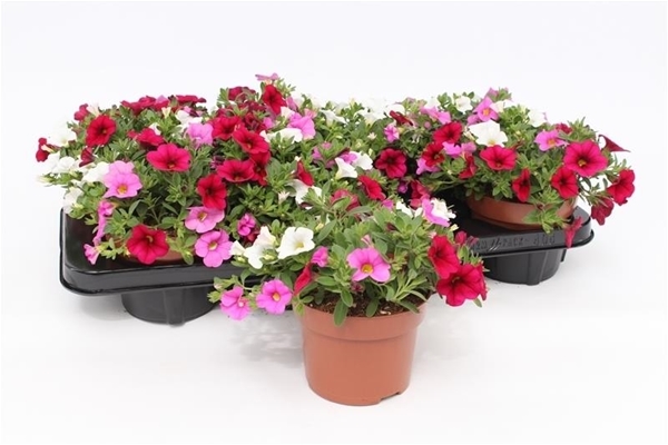 Calibrachoa Pink Paradise Tricolor KR