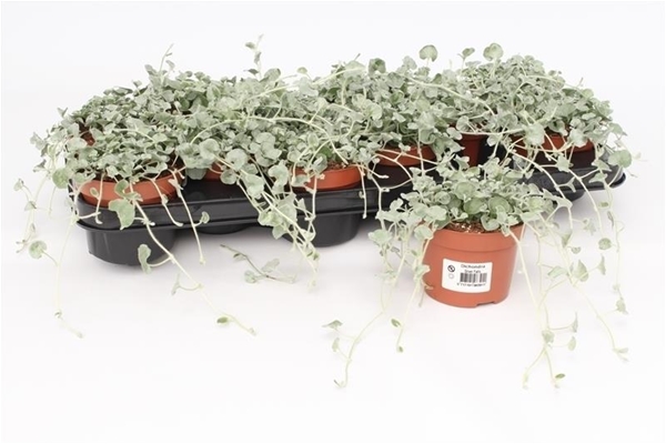 Dichondra Silver Falls KR