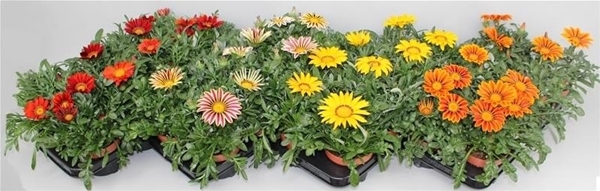 Gazania Big Kiss Mixlage KR