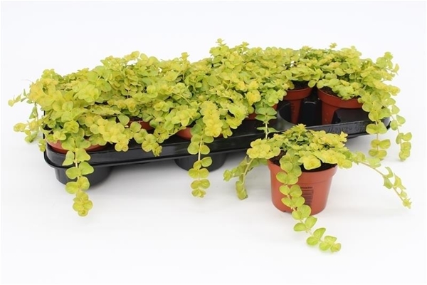 Lysimachia Goldii Lock KR
