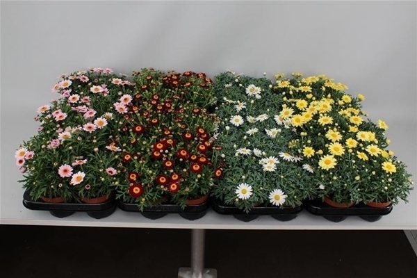 Argyranthemum Frutescens Mix CC KR