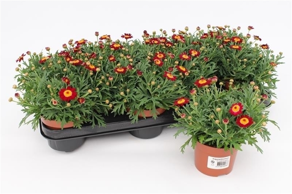 Argyranthemum Frutescens Red KR